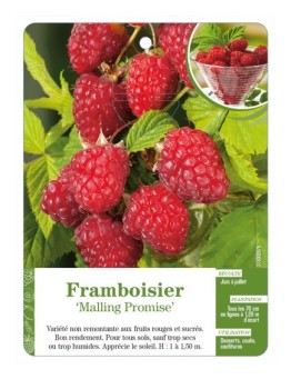 Framboisier ‘Malling Promise’