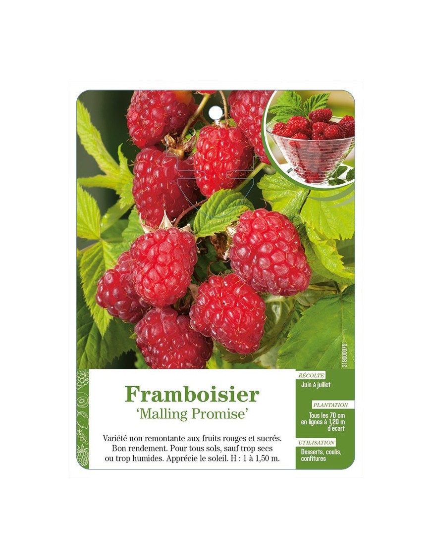 Framboisier ‘Malling Promise’