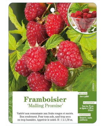 Framboisier ‘Malling Promise’