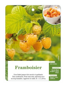 Framboisier (à fruits jaunes)