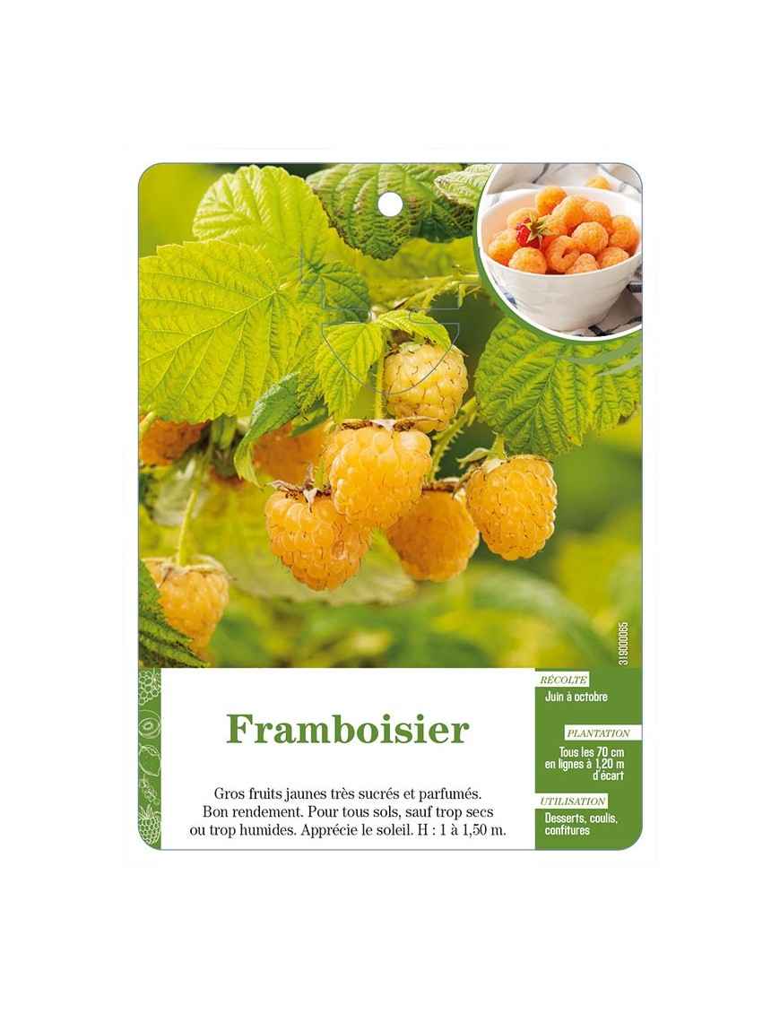 Framboisier (à fruits jaunes)
