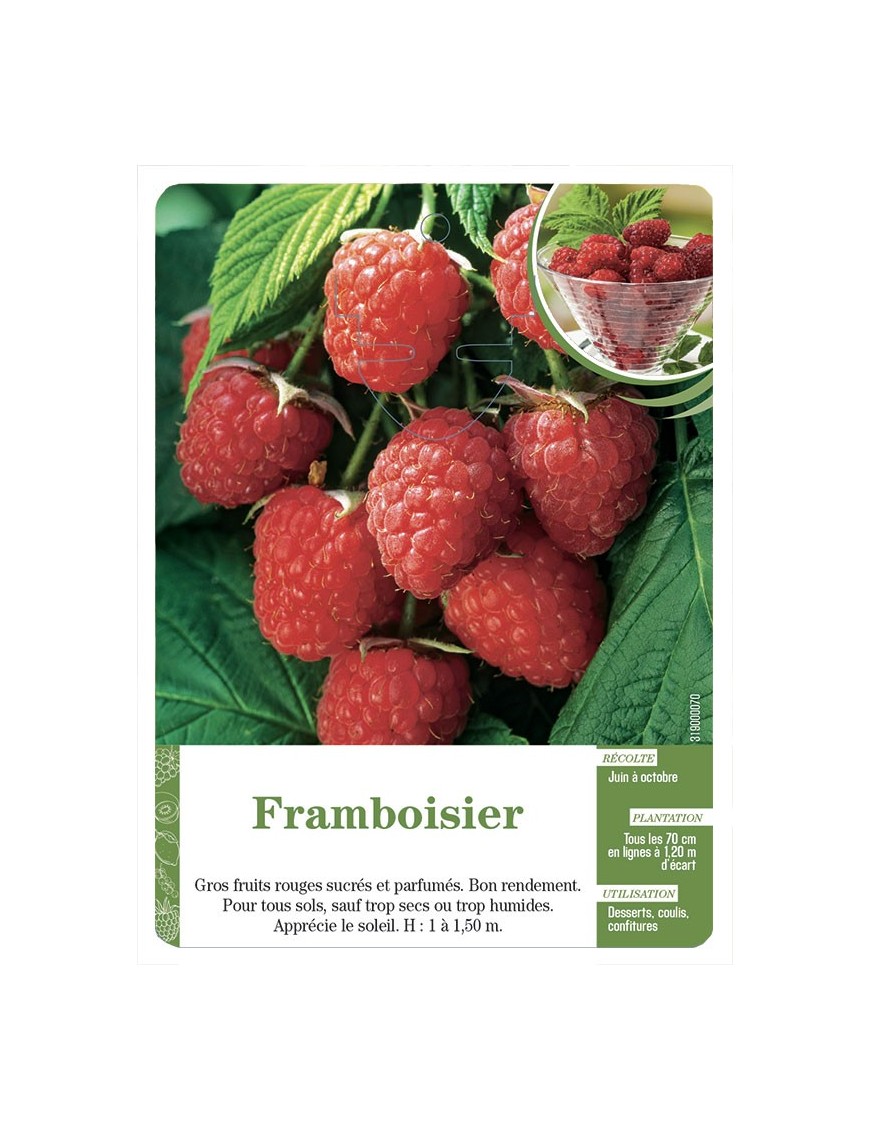 Framboisier (à fruits rouges)