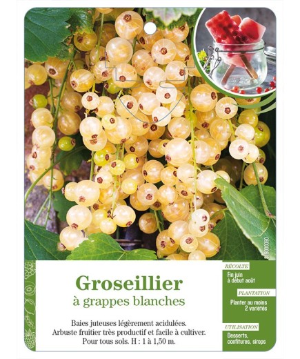 Groseillier à grappes blanches