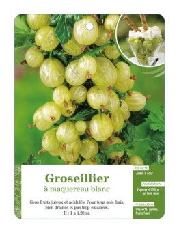 Groseillier à maquereau blanc