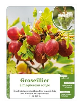 Groseillier à maquereau rouge