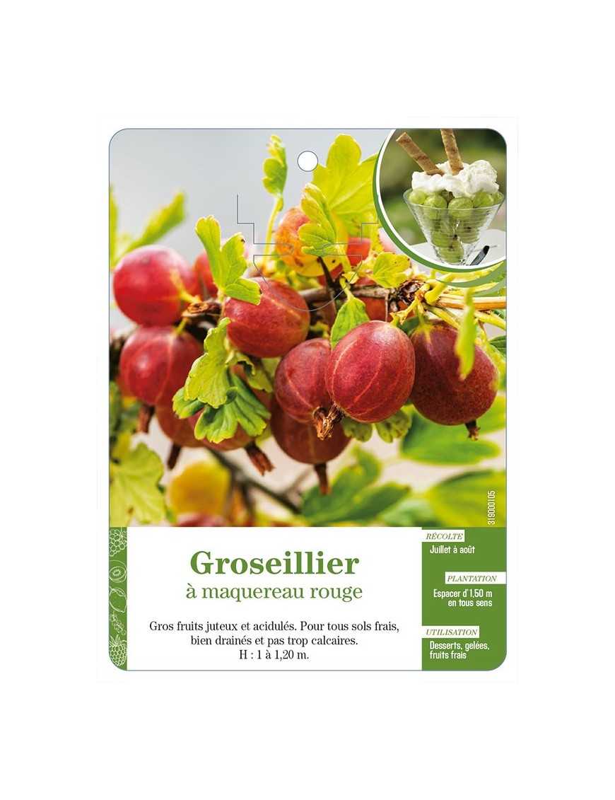 Groseillier à maquereau rouge