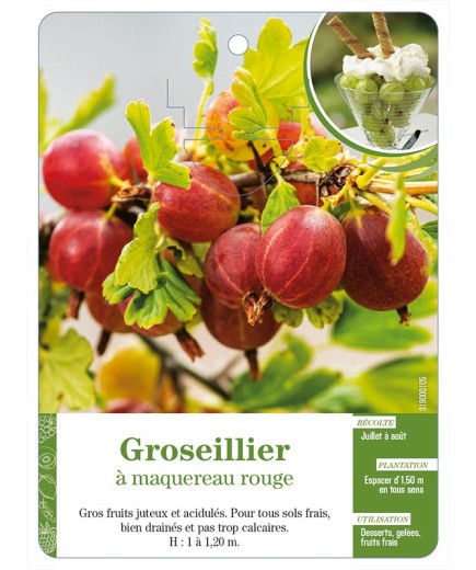 Groseillier à maquereau rouge