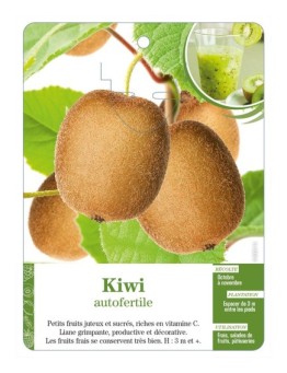 Kiwi autofertile
