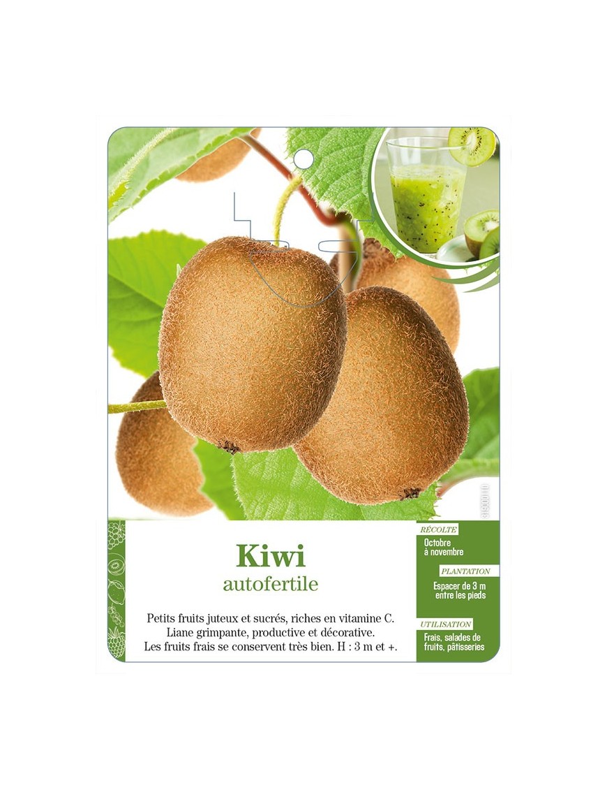Kiwi autofertile