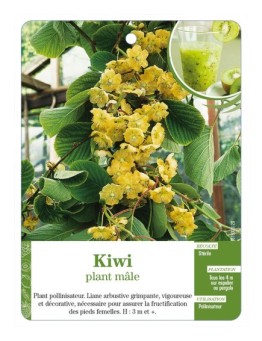 Kiwi plant mâle