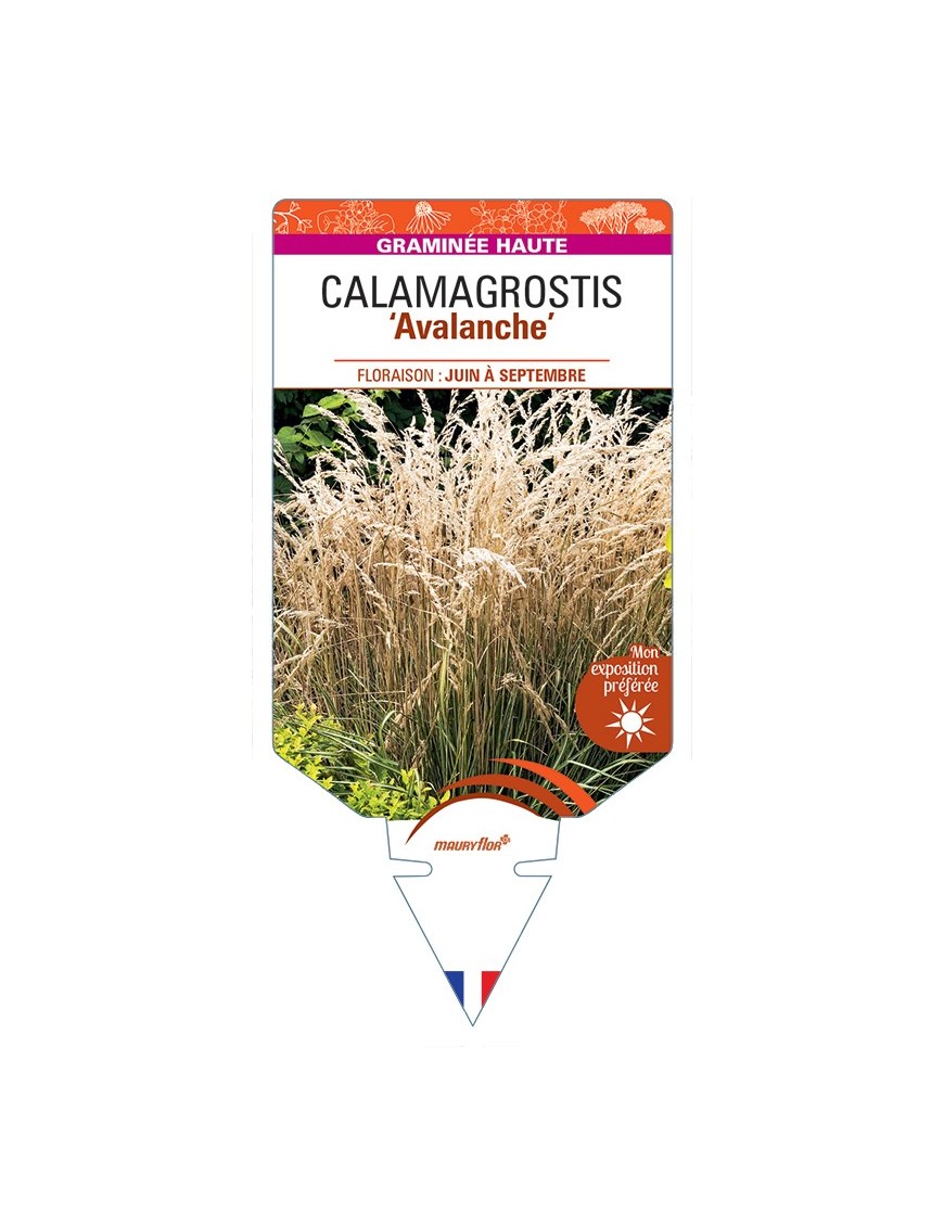 CALAMAGROSTIS x acutiflora Avalanche