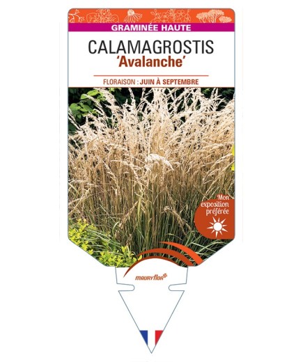 CALAMAGROSTIS x acutiflora Avalanche