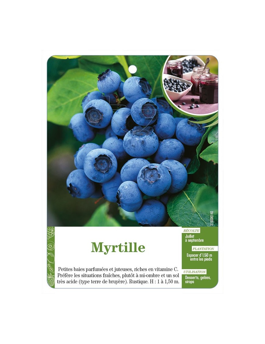 Myrtille