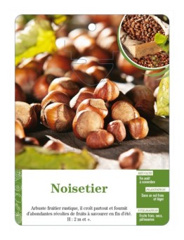 Noisetier