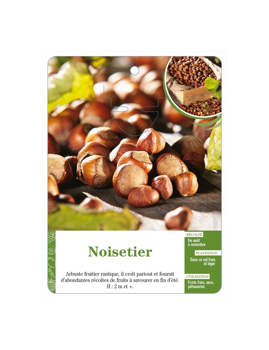 Noisetier
