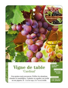 Vigne de table ‘Cardinal’