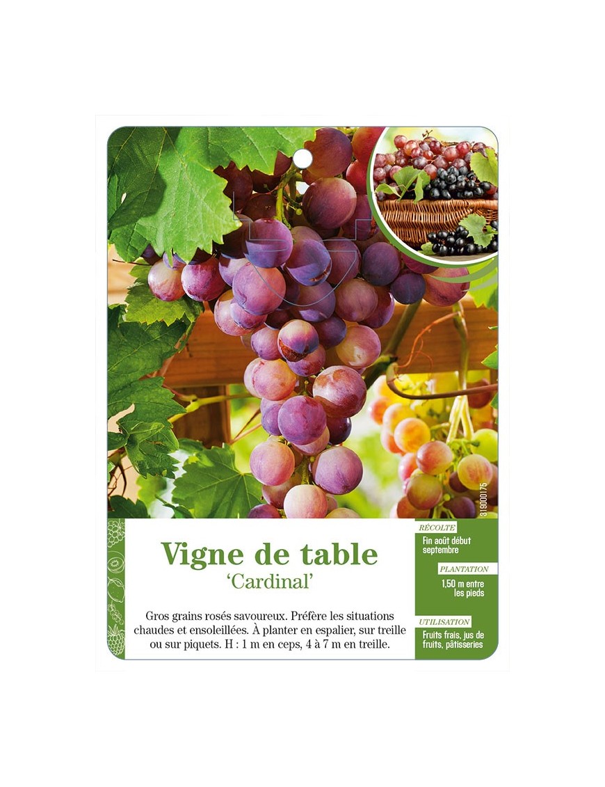Vigne de table ‘Cardinal’