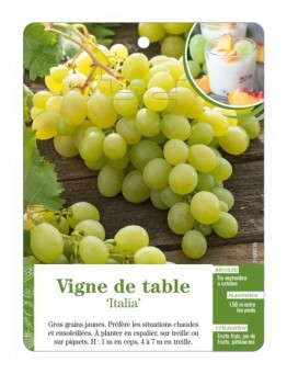 Vigne de table ‘Italia’