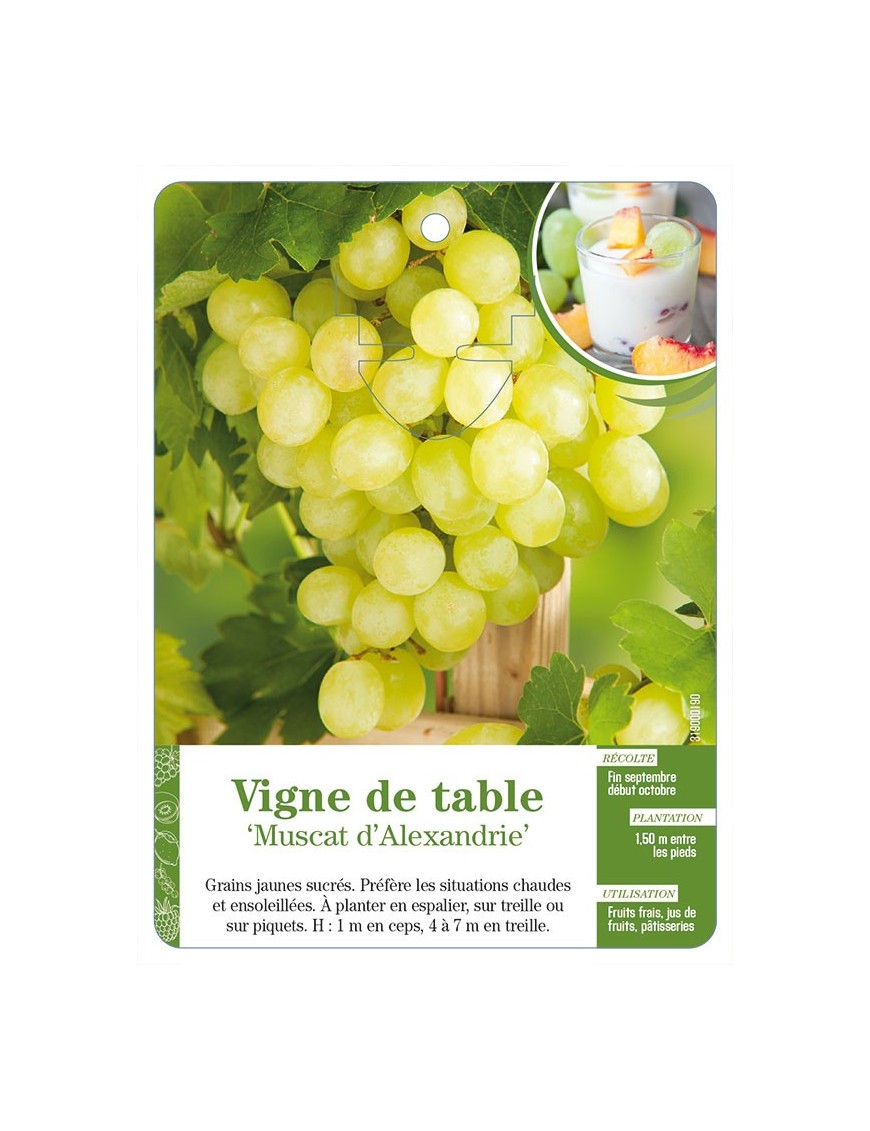 Vigne de table ‘Muscat d’Alexandrie’