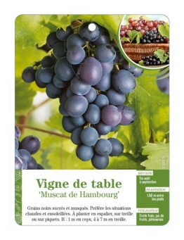 Vigne de table ‘Muscat de Hambourg’
