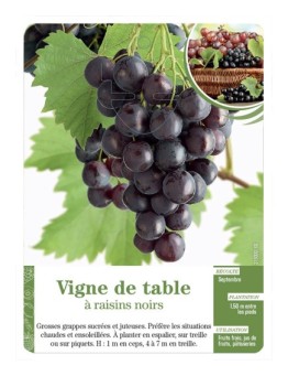 Vigne de table à raisins noirs