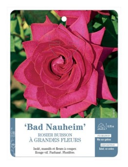 Rosier à grandes fleurs Bad Nauheim