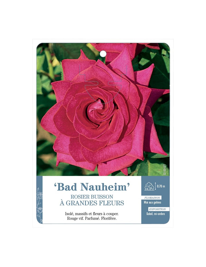 Rosier à grandes fleurs Bad Nauheim