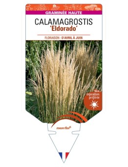 CALAMAGROSTIS x acutiflora Eldorado