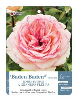 Rosier à grandes fleurs Baden Baden® Korsouba