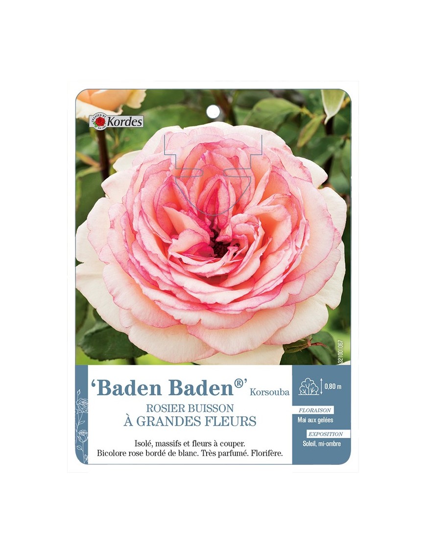 Rosier à grandes fleurs Baden Baden® Korsouba