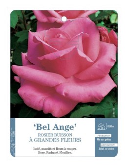 Rosier à grandes fleurs Bel Ange