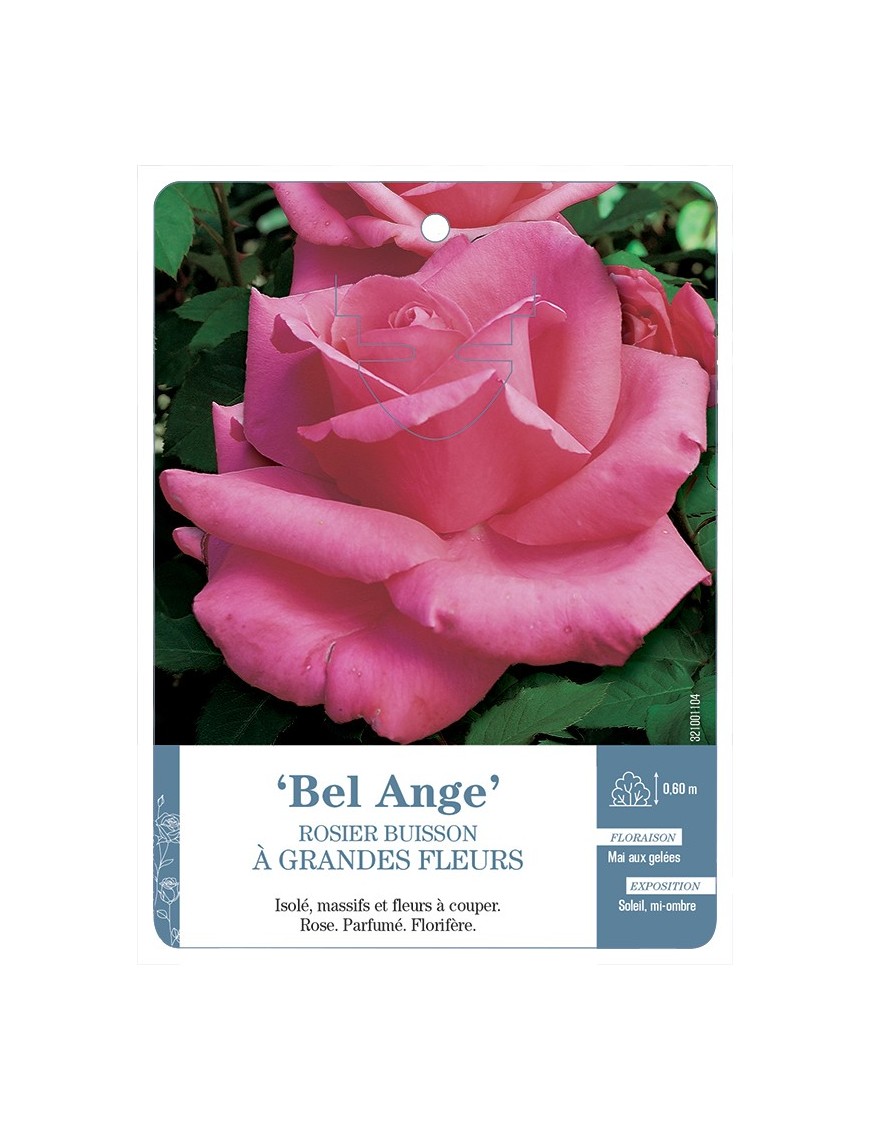 Rosier à grandes fleurs Bel Ange