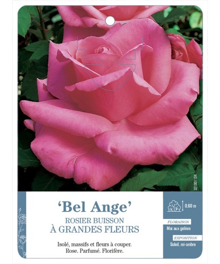 Rosier à grandes fleurs Bel Ange