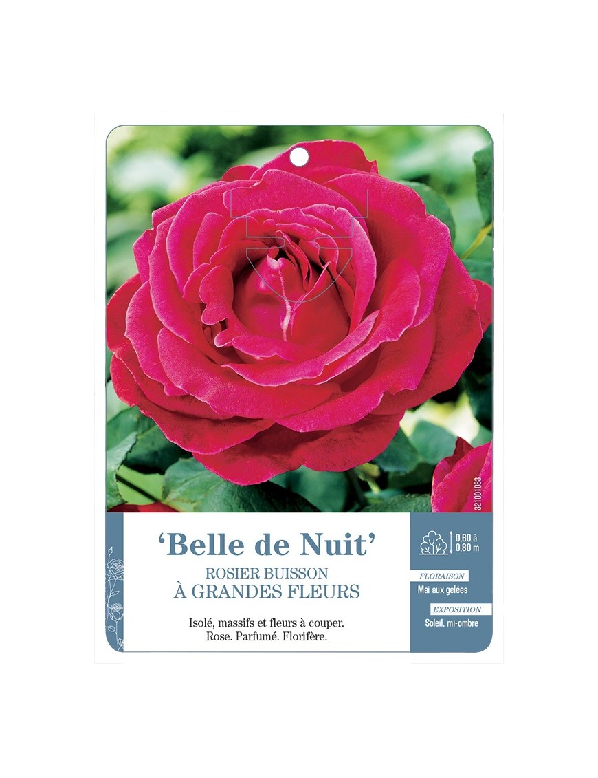 Rosier à grandes fleurs Belle de Nuit