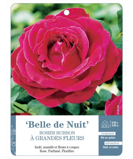 Rosier à grandes fleurs Belle de Nuit
