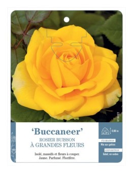 Rosier à grandes fleurs Buccaneer