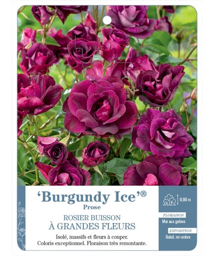 Rosier à grandes fleurs Burgundy Ice® Prose