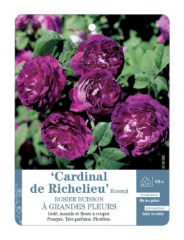 Rosier à grandes fleurs Cardinal de Richelieu Rosanji