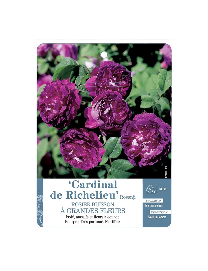 Rosier à grandes fleurs Cardinal de Richelieu Rosanji