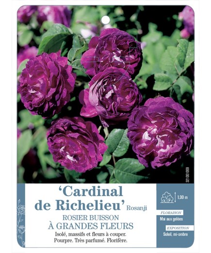 Rosier à grandes fleurs Cardinal de Richelieu Rosanji