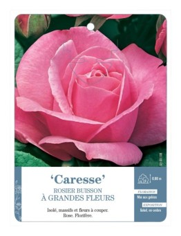 Rosier à grandes fleurs Caresse