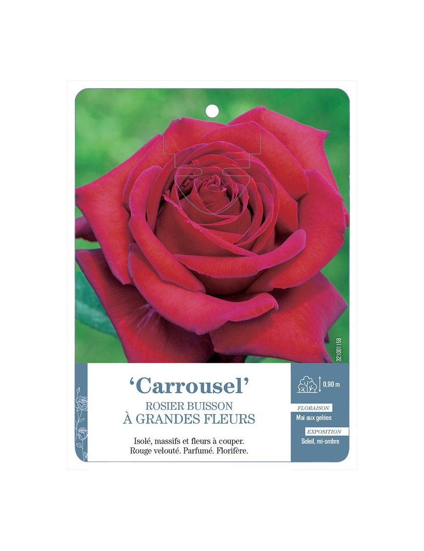 Rosier à grandes fleurs Carrousel