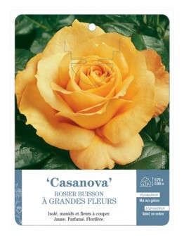 Rosier à grandes fleurs Casanova