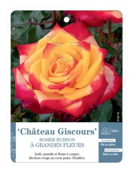 Rosier à grandes fleurs Château Giscours