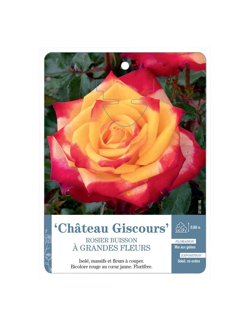 Rosier à grandes fleurs Château Giscours