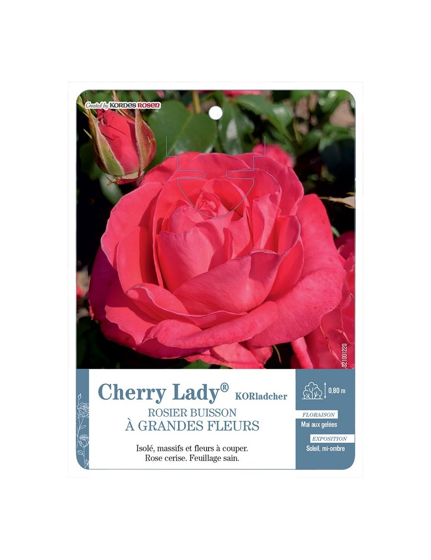 Rosier à grandes fleurs Cherry Lady® KORladcher