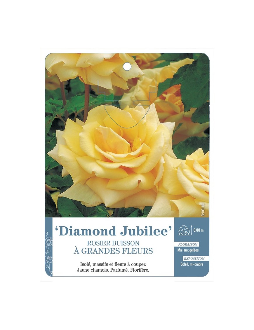 Rosier à grandes fleurs Diamond Jubilee