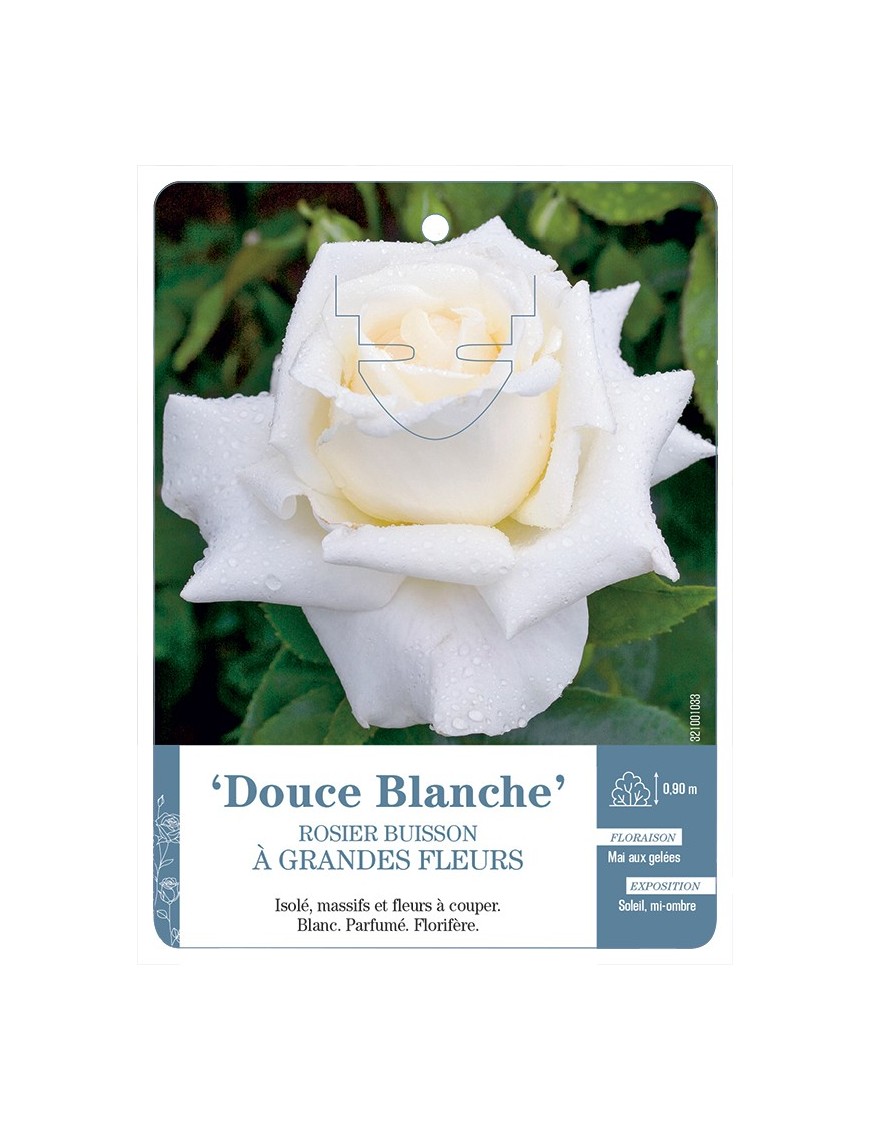 Rosier à grandes fleurs Douce Blanche