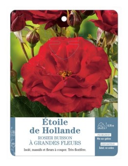 Rosier à grandes fleurs étoile de Hollande