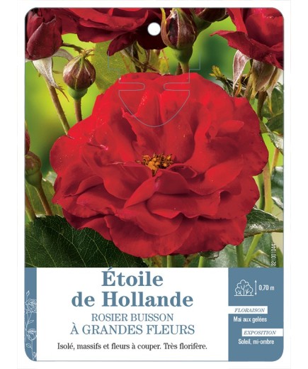 Rosier à grandes fleurs étoile de Hollande
